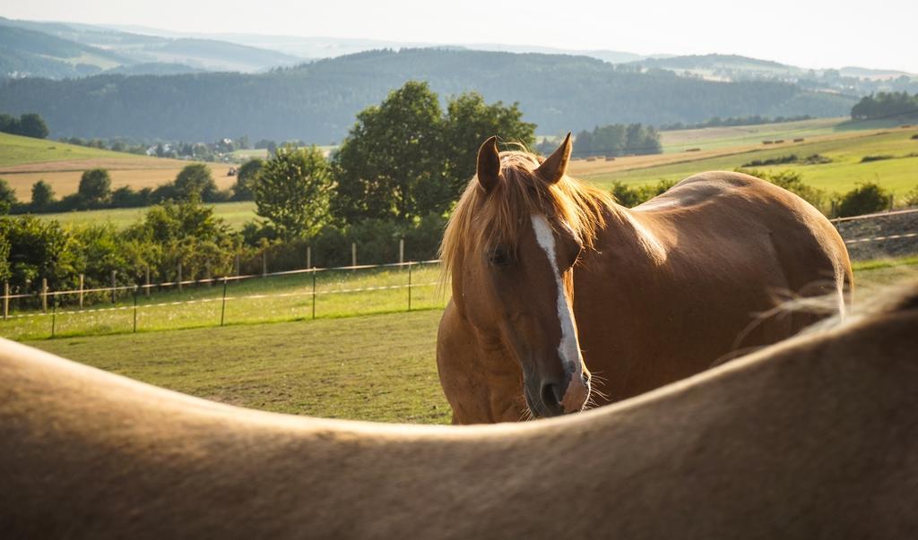 Landgasthof Dittersdorfer Hoehe Amtsberg Zewnętrze zdjęcie